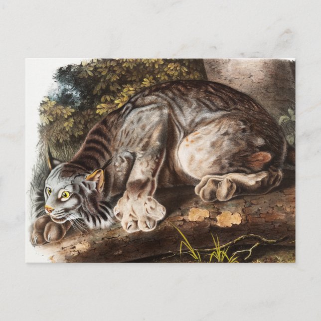 Kanadas Lynx (Lynx Canadensis) Illustration Postkarte (Vorderseite)