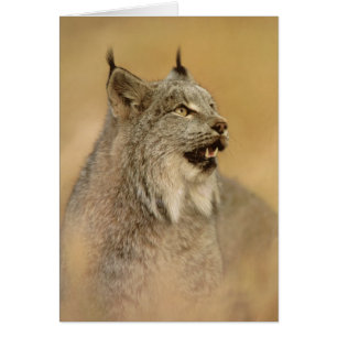 Kanadas Lynx (Lynx canadensis) - Wildkatzen