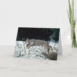 Kanadas Lynx springen und sich auf Schnee begrenze Karte
