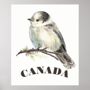 Kanadas nationaler Vogel-graues graues Jay, Poster