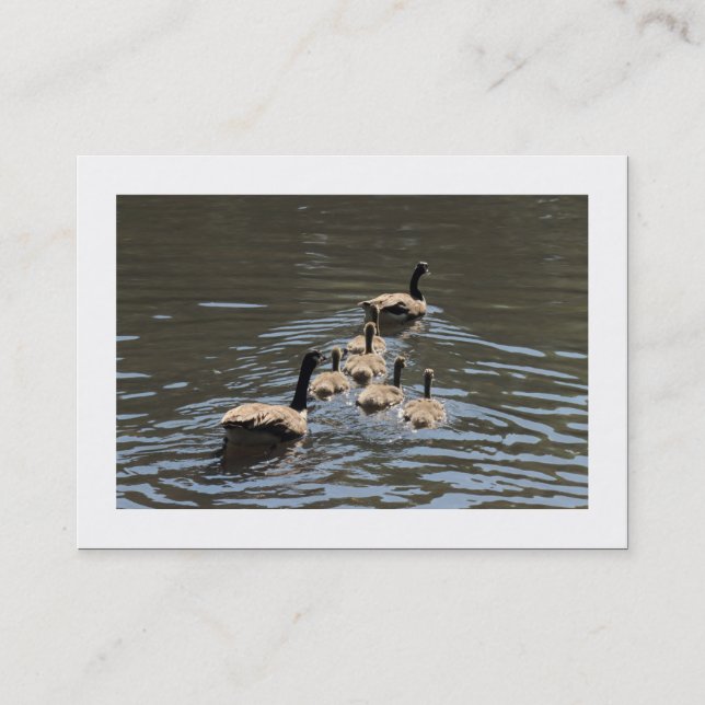 Kanadengänse mit Goslings (grenzt) Visitenkarte (Vorderseite)
