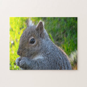 Kanadische Eichhörnchen