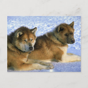 Kanadische Eskimo-Schlittenhunde Postkarte