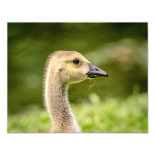 kanadische Gans 14x11 (Gosling) Fotodruck