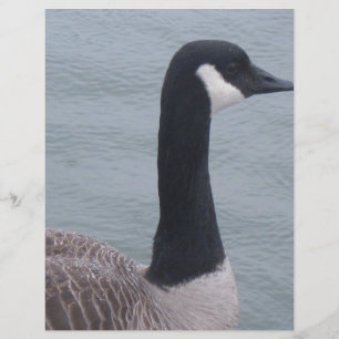 Kanadische Gans am See