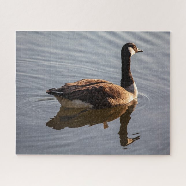 Kanadische Gans am See (Horizontal)