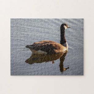 Kanadische Gans am See