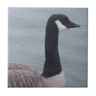 Kanadische Gans am See Fliese