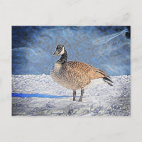 Kanadische Gans im Schnee