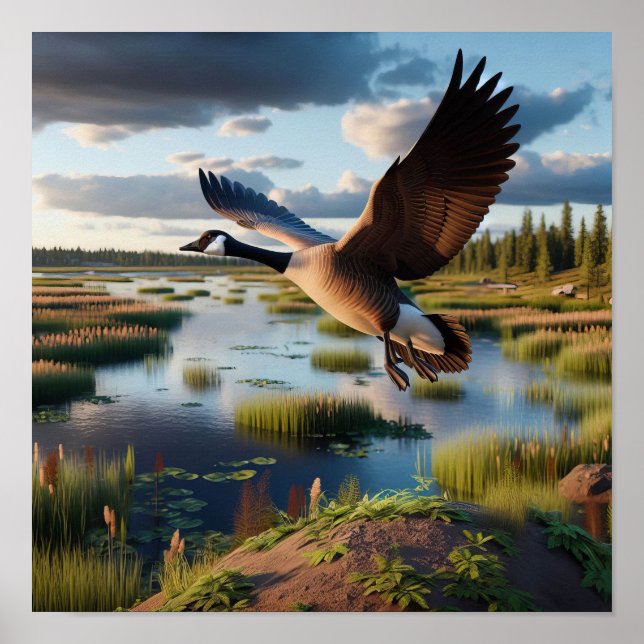 Kanadische Gans in den ruhigen Feuchtgebieten Poster (Vorne)