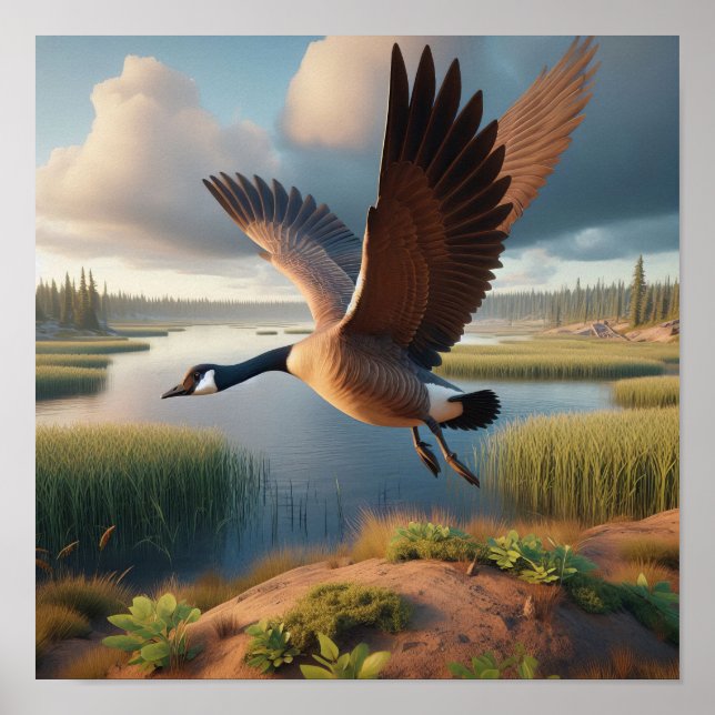 Kanadische Gans in den ruhigen Feuchtgebieten Poster (Vorne)