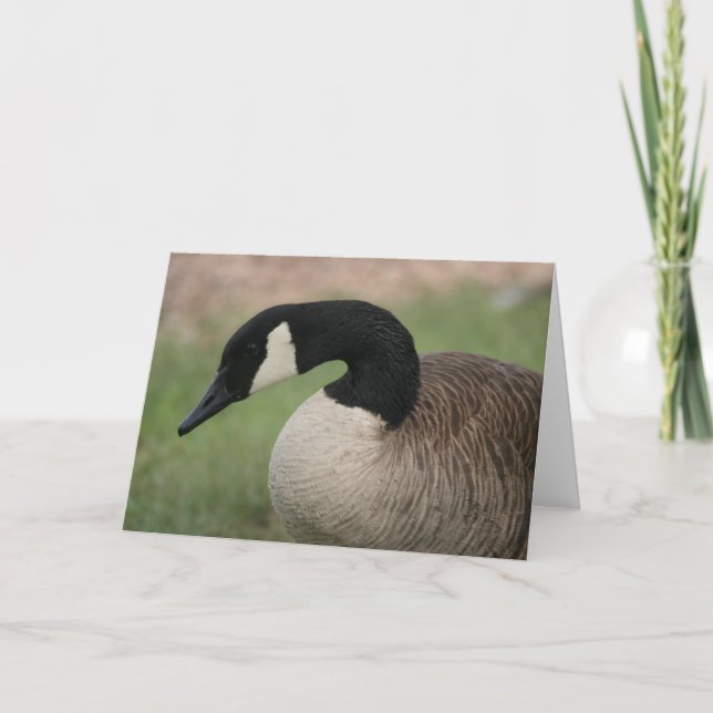 "Kanadische Gans-" Tier-Gruß-Karte Karte (Vorderseite)