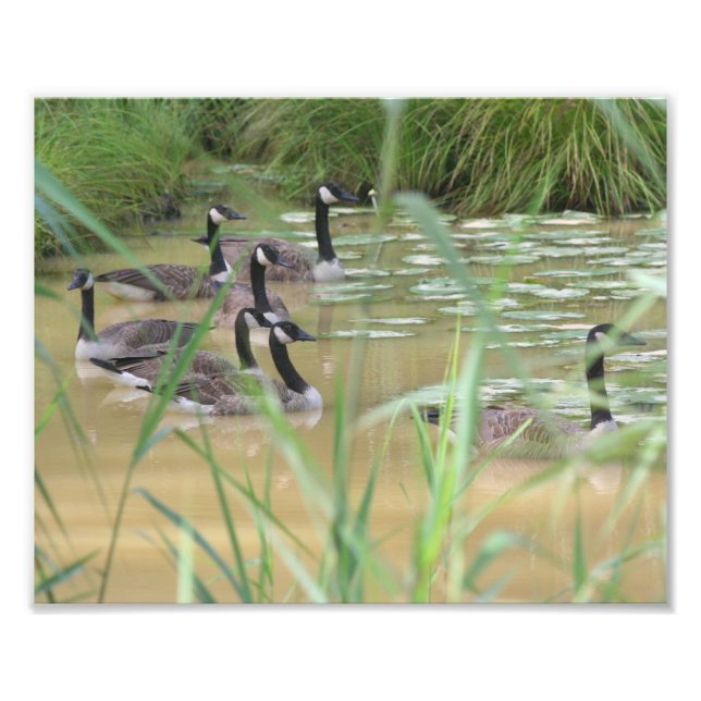 Kanadische Gänse Abgeschiedener Marsch 10x8 Natur Fotodruck (Vorne)
