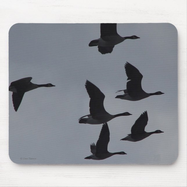 Kanadische Gänse B46 im Flug Mousepad (Vorne)
