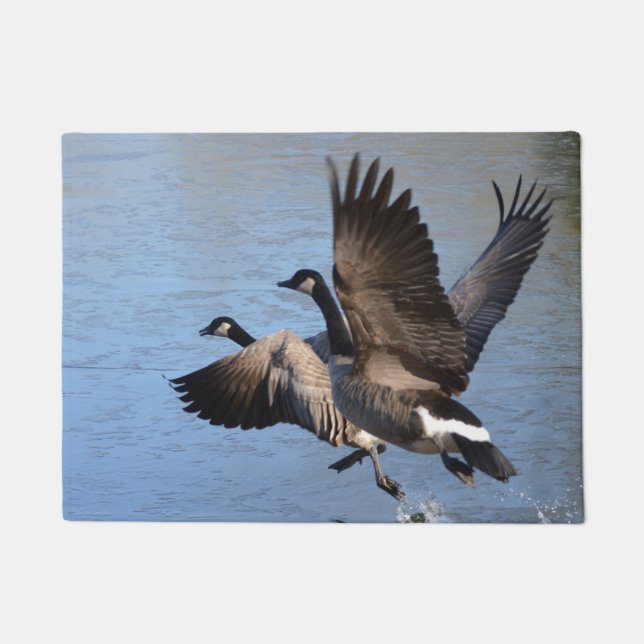 Kanadische Gänse, die Flug nehmen Fußmatte (Vorderseite)