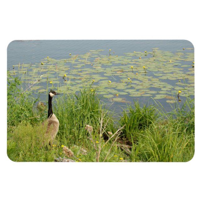 Kanadische Gänse durch Wasser Lilien Flexible Magn Magnet (Horizontal)