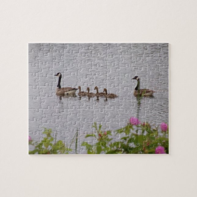 Kanadische Gänse Familie Baden Jigsaw Puzzle (Horizontal)