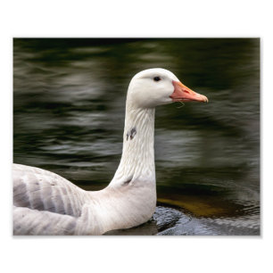 Kanadische Gänse Fotodruck