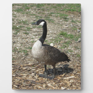 Kanadische Gänse Fotoplatte