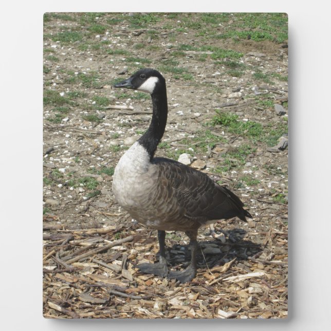 Kanadische Gänse Fotoplatte (Vorderseite)