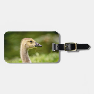 Kanadische Gänse (Gänse) Gepäckanhänger