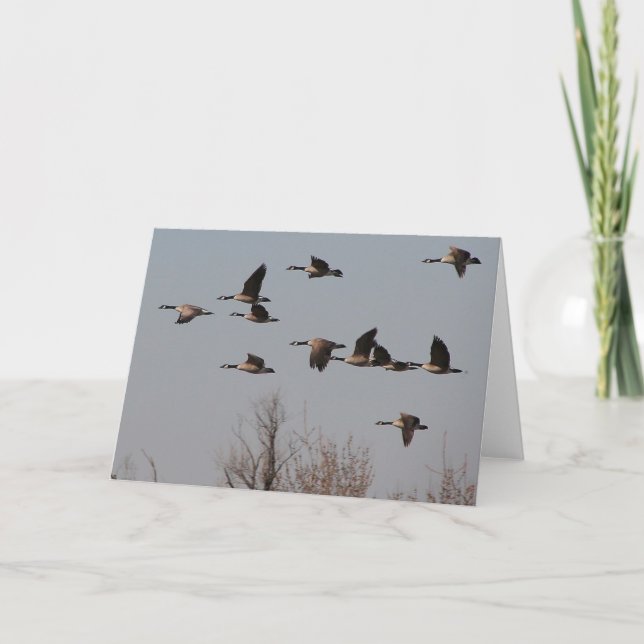 Kanadische Gänse im Flug II Karte (Vorderseite)