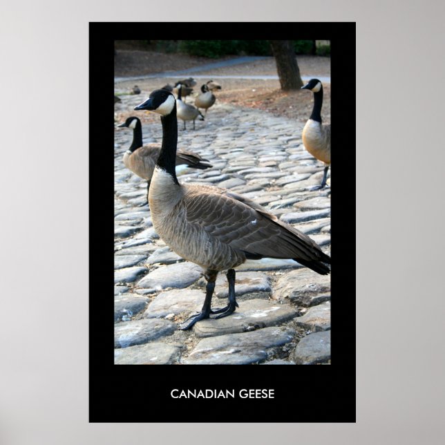 Kanadische Gänse in der Nähe des Postersees, druck Poster (Vorne)