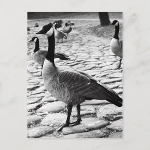 Kanadische Gänse in der Nähe des Postkartensees Postkarte