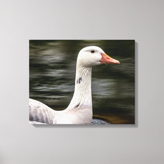 Kanadische Gänse Leinwanddruck (Vorderseite)