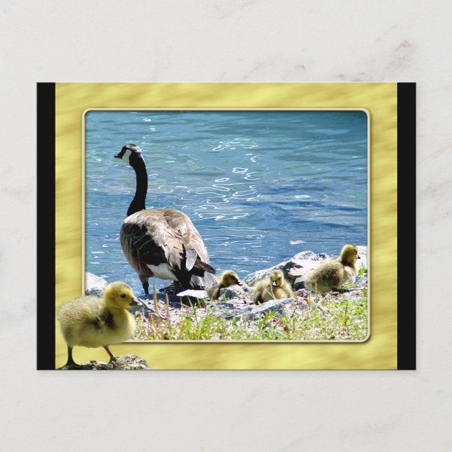 Kanadische Gänse (Mama und Babes) Postkarte 2 (Vorderseite)