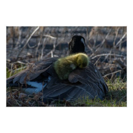Kanadische Gänse mit Gänseleber Poster Print