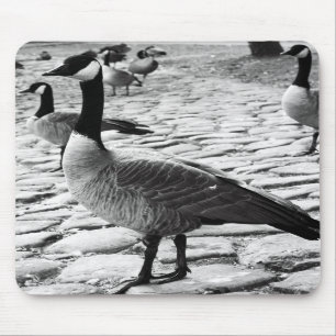 Kanadische Gänse nähern sich dem See Mousepad