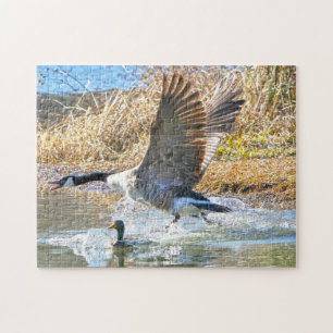 Kanadische Gänse. Puzzle