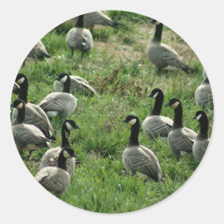 kanadische Gänse Runder Aufkleber