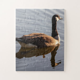 Kanadische Gänse Schwimmen am See