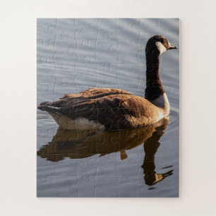 Kanadische Gänse Schwimmen am See