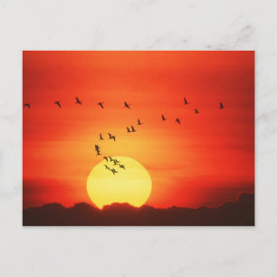 Kanadische Gänse, silhouettiert gegen feurigen Son Postkarte