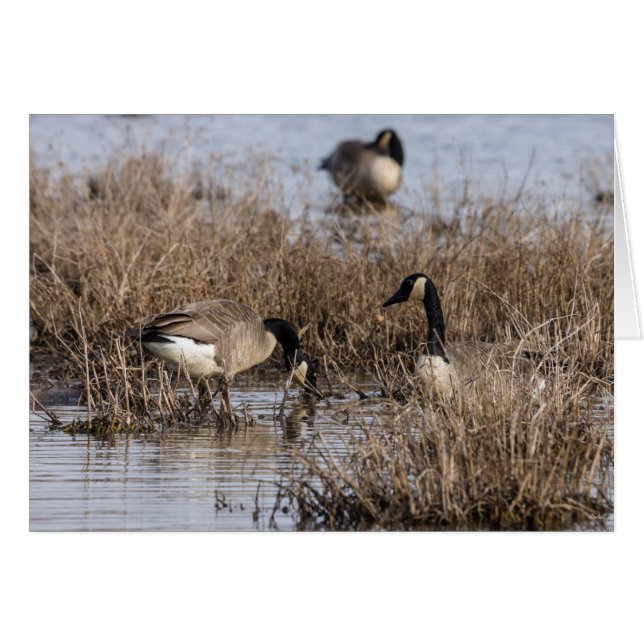 kanadische Gänse Snack Time (Vorderseite (Horizontal))