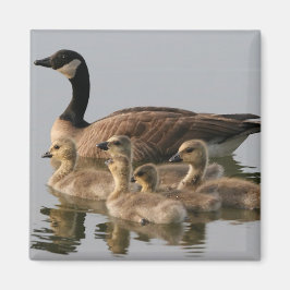 Kanadische Gänse und Gänse Gänse Magnet