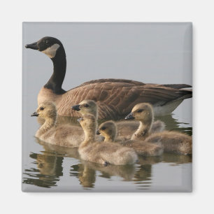 Kanadische Gänse und Gänse Gänse Magnet