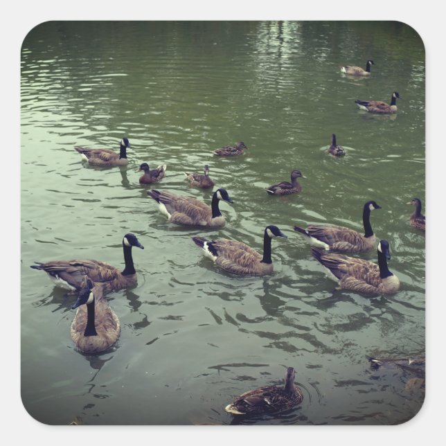 Kanadische Gänse und Mallard Encks Stickers (Vorderseite)