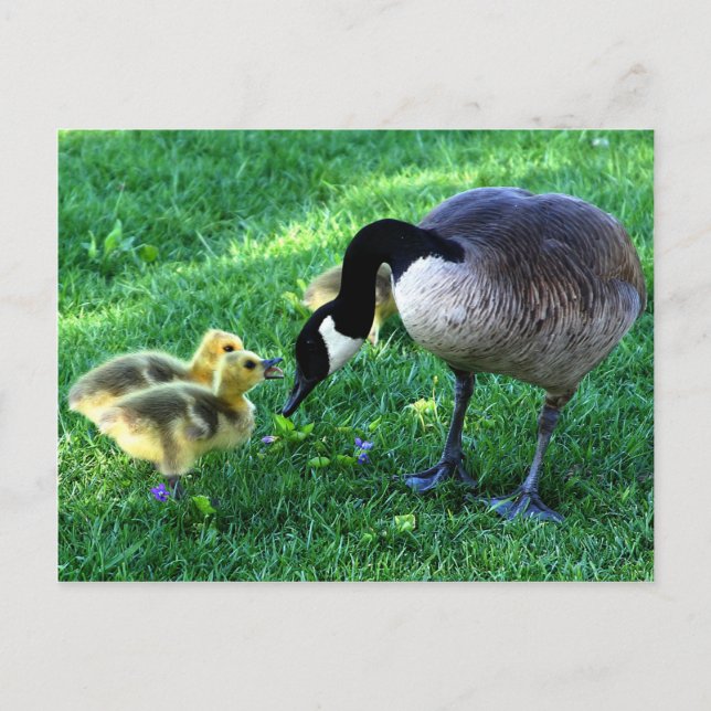 Kanadische Gänsefamilie Postkarte (Vorderseite)