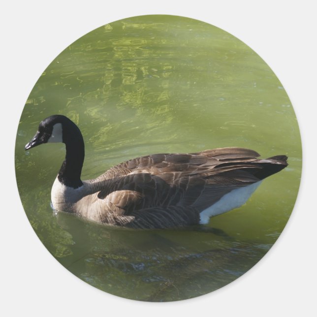 Kanadische Gänsekleber Runder Aufkleber (Vorderseite)