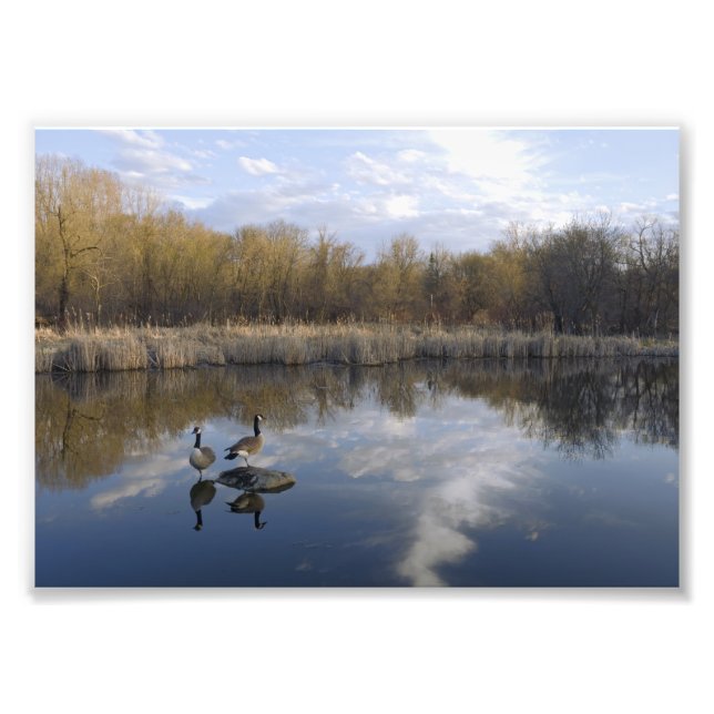 Kanadische Gänseperre im Teich Fotodruck (Vorne)