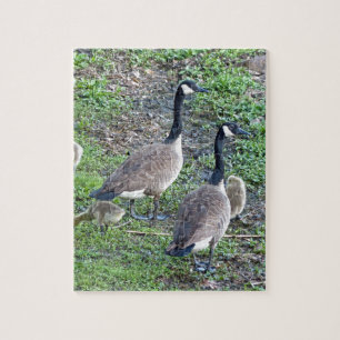 Kanadische Gänserfamilie