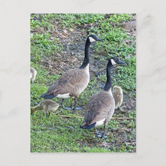 Kanadische Gänserfamilie Postkarte (Vorderseite)