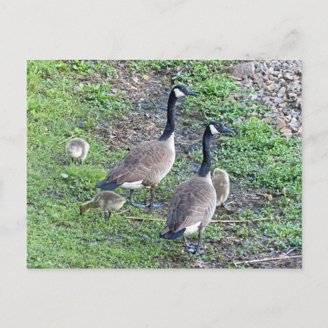 Kanadische Gänserfamilie Postkarte (Vorderseite)