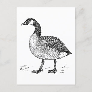 Kanadische Goose Fine Art Sketch, Zeichnend Vogel Postkarte