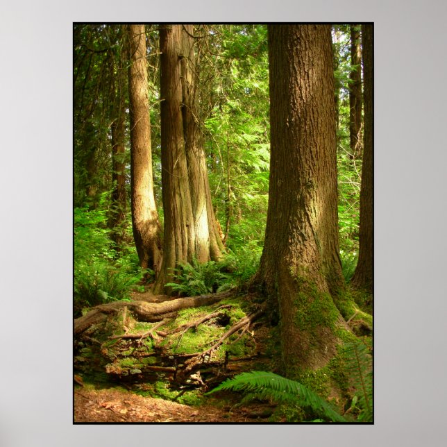 Kanadische Landschaft West Coast Forest Art Print Poster (Vorne)