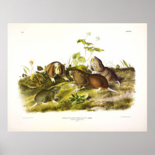 Kanadische Stachelrat (Plains Pocket Gopher) Audub Poster